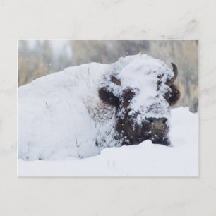 Bisonbulle, Wintermantel Postkarte