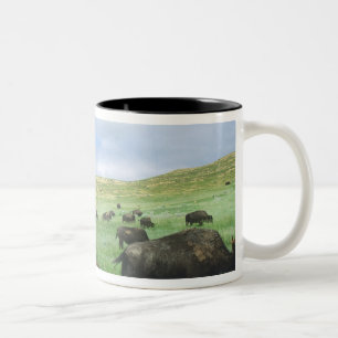 Bisonherde grasen Präriegras bei Theodore Zweifarbige Tasse