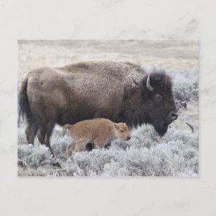 Bisonkuh mit Kalb, Yellowstone Postkarte