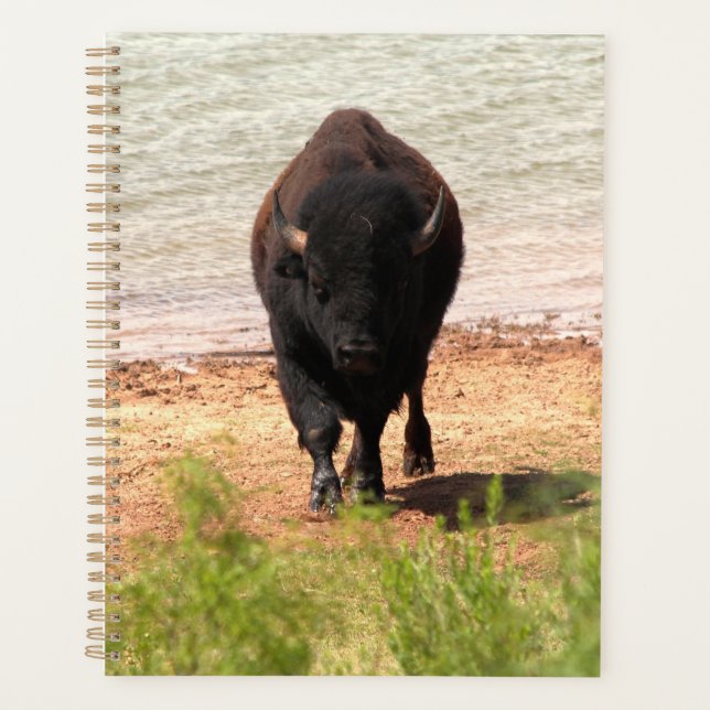 Bisons à l'eau (Devant)
