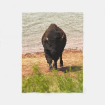 Bisons am Wasser