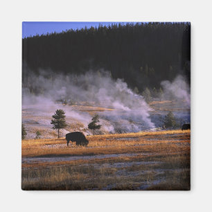 Bisons grasen im Upper Geyser Basin Magnet