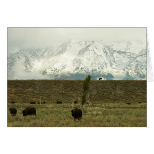 Bisons im Grand Teton National Park Fotografie