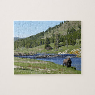 Bisons im Yellowstone-Nationalpark