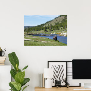 Bisons im Yellowstone-Nationalpark Poster
