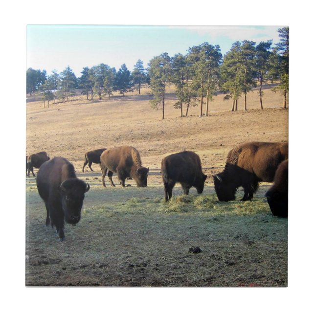 Bisons in Colorado Fliese (Vorderseite)