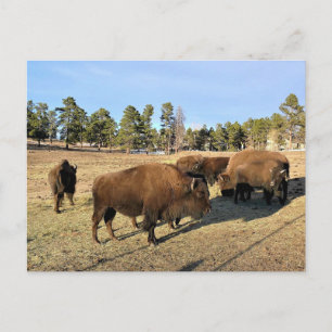 Bisons in Colorado Postkarte