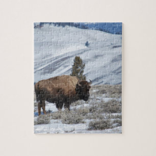 Bisons in den Winterbergen von Yellowstone