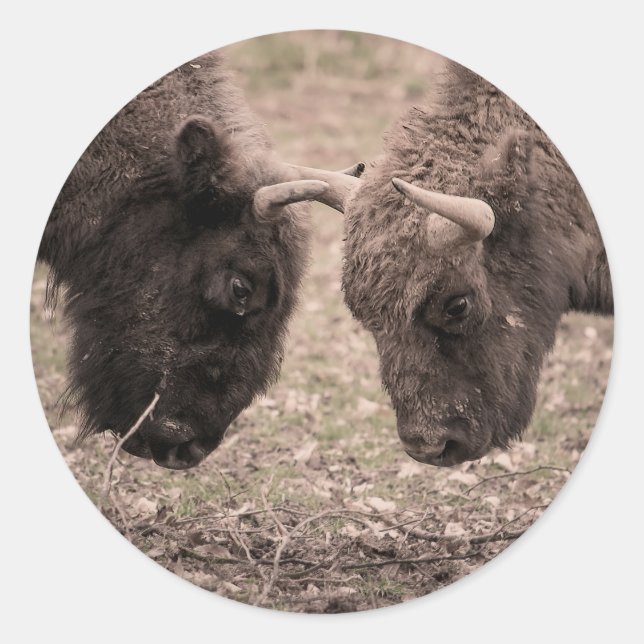 Bisons Runder Aufkleber (Vorderseite)