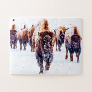 Bisons Yellowstone Wyoming