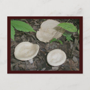 Bisquit Mushrooms Postkarte
