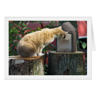 Bist du Zuhause? frage die Katze?