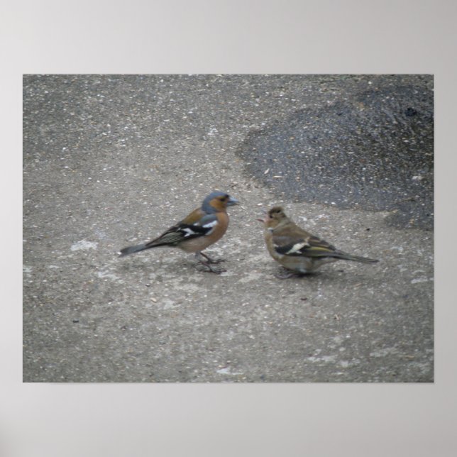 Bitte Füttre mir Chaffinch Print Poster (Vorne)
