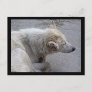 BITTE HELFEN, HUNDE IN NEPAL ZU DESPERIEREN POSTKARTE