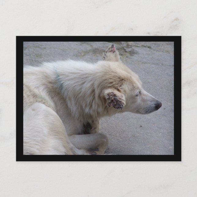 BITTE HELFEN, HUNDE IN NEPAL ZU DESPERIEREN POSTKARTE (Vorderseite)