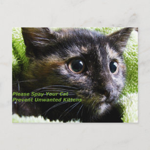 Bitte spucken Sie Ihre Katze Vermeidung unerwünsch Postkarte