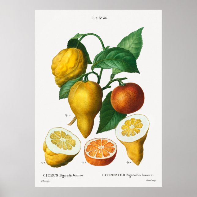Bitterorange Citrus bigaradia bizarro aus Trait Poster (Vorne)