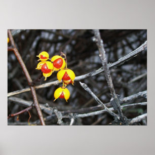 Bittersüße Beeren Poster