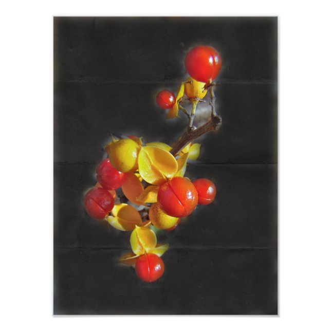 Bittersüße Berries - Herbstschönheit Fotodruck (Vorne)