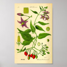 Bittersüßer Nachtschatten (Solanum dulcamara)