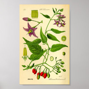 Bittersüßer Nachtschatten (Solanum dulcamara) Poster