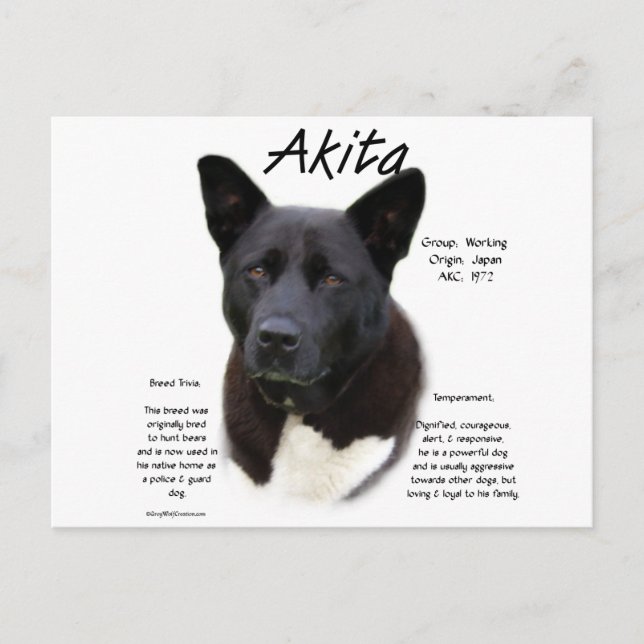 Black Akita History Design Postkarte (Vorderseite)
