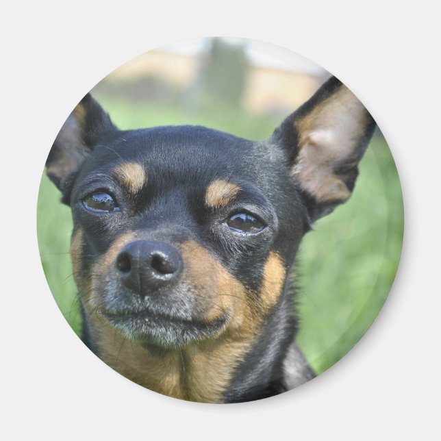 Black and Brown Chihuahua Magnet (Vorne)