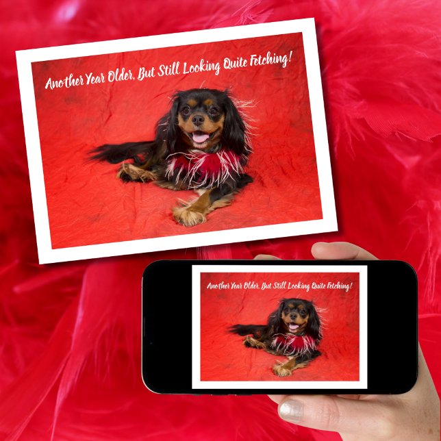 Black and Tan Cavalier King Charles Boa Birthday Karte (Von Creator hochgeladen)