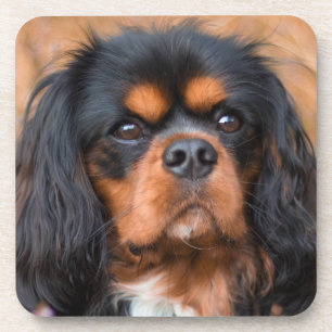Black and Tan Cavalier King Charles Spaniel Dog Getränkeuntersetzer
