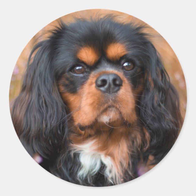 Black and Tan Cavalier King Charles Spaniel Dog Runder Aufkleber (Vorderseite)