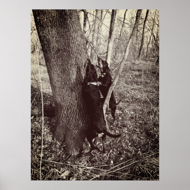 Black and Tan Coon Hounds Poster (Vorne)
