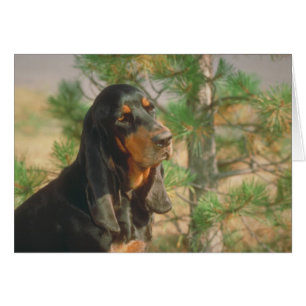 Black and Tan Coonhound