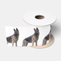 Black and Tan German Shepherd Dog