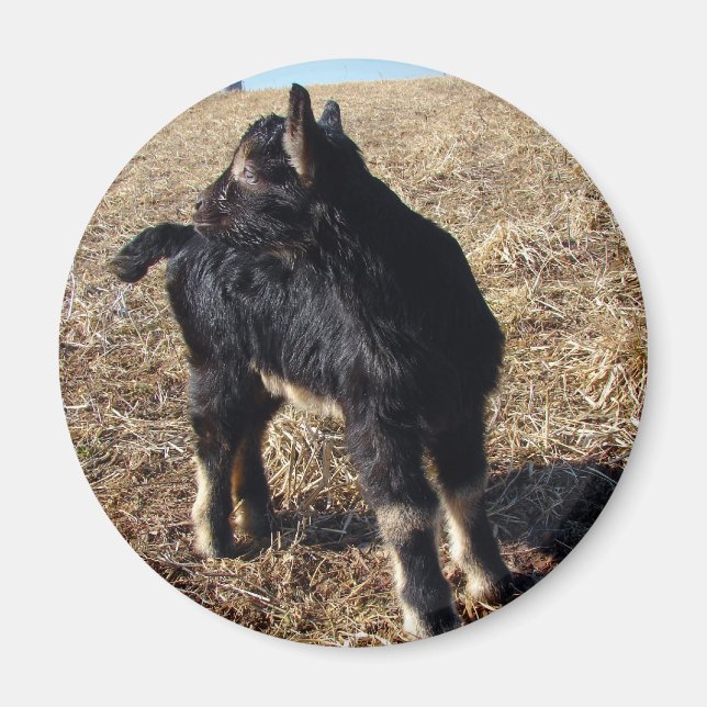 Black and Tan Kid Magnet (Vorne)