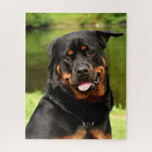 Black and Tan Rottweiler Puppy Dog