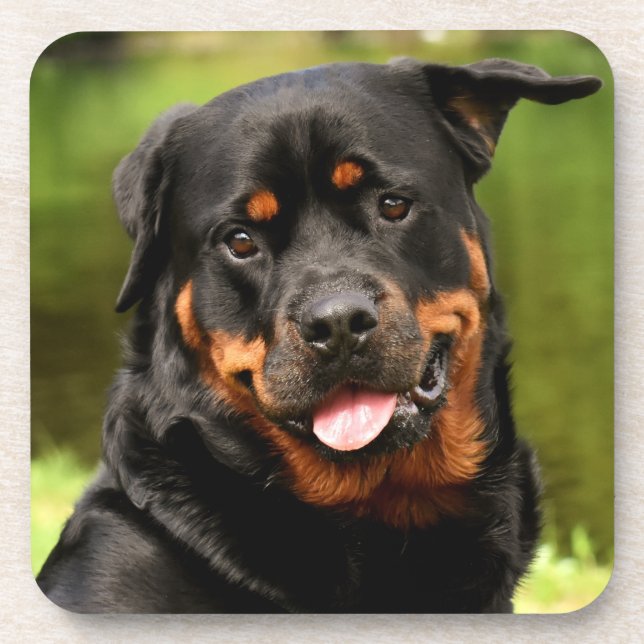 Black and Tan Rottweiler Puppy Dog Getränkeuntersetzer (Vorderseite)
