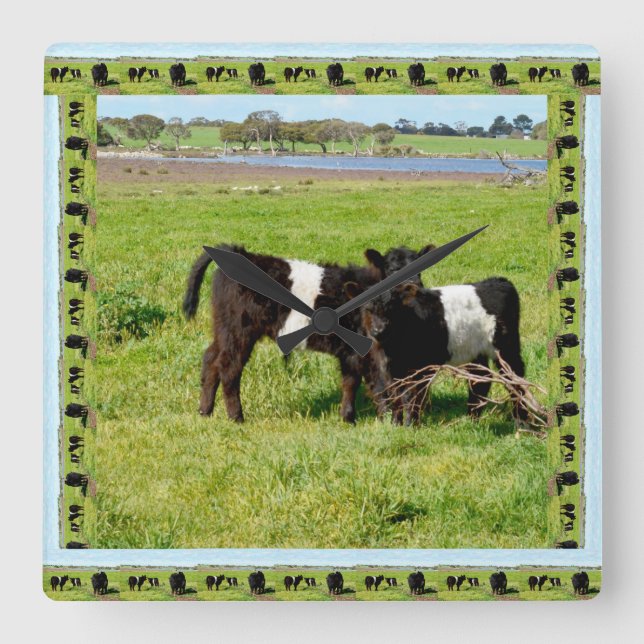 Black And White Baby Belted Galloway Cows, Quadratische Wanduhr (Vorderseite)