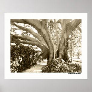 Black and White Big Tree Los Angeles Griffith Park Poster