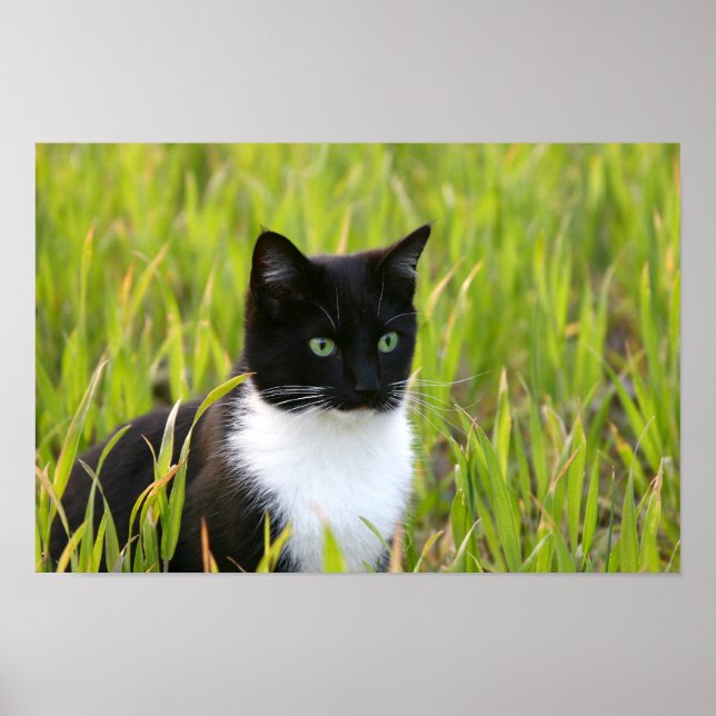 Black and White Cat Poster (Vorne)