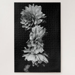 Black-and-White Dahlia Trio