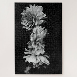 Black-and-White Dahlia Trio