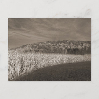 Black and White Fields Of Grain Postkarte