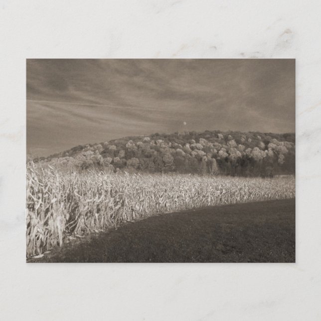 Black and White Fields Of Grain Postkarte (Vorderseite)