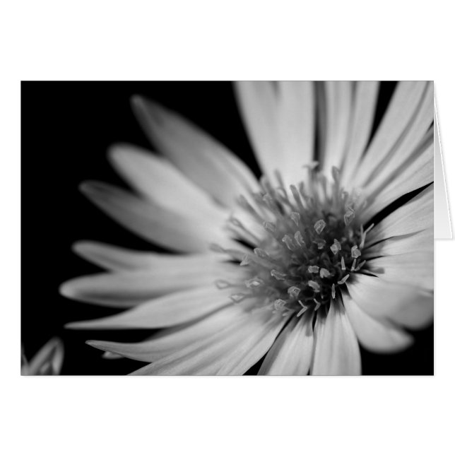 Black and White Flower (Devant horizontal)
