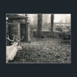 Black and white foto of reindeer and sleigh postkarte<br><div class="desc">In Beautiful Black and White Foto Portraying Reindeer Staring at Sleigh in Distanz. Perfekt for the festive season.</div>