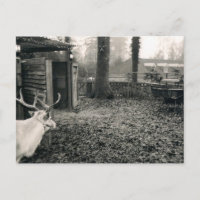 Black and white foto of reindeer and sleigh