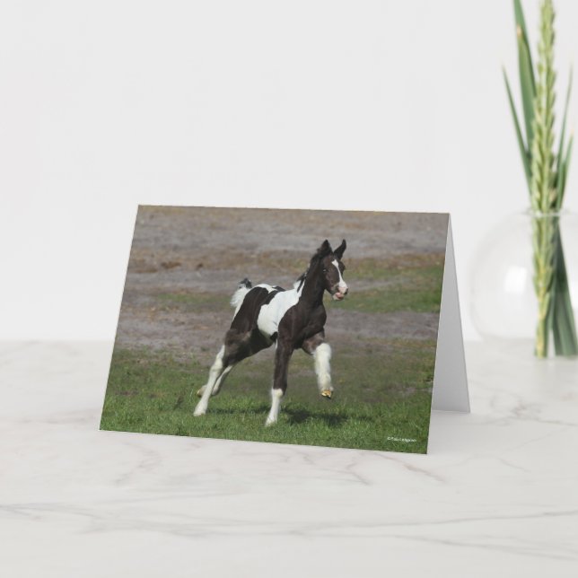 Black and White Gypsy Vanner Foal Running Karte (Vorderseite)