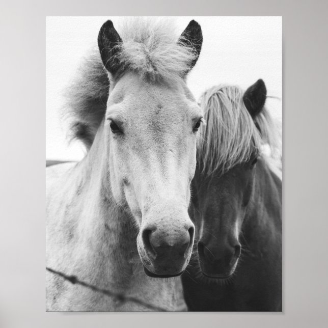 Black and white Horse photography Poster (Vorne)