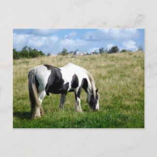 Black and White Horse / Pony Postcard Postkarte