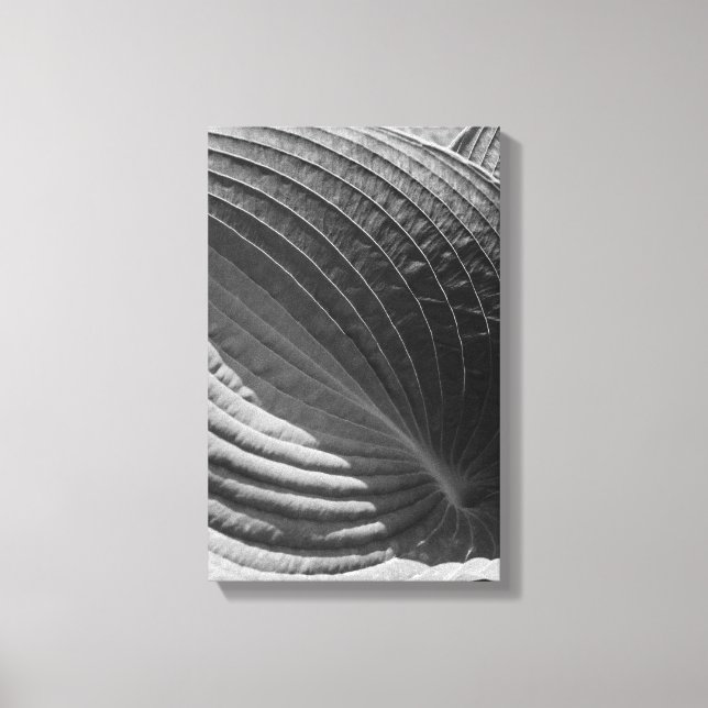Black and White Hosta Leaf Leinwanddruck (Vorderseite)